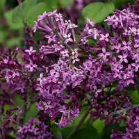 SYRINGA BLOOMERANG DARK PURPLE