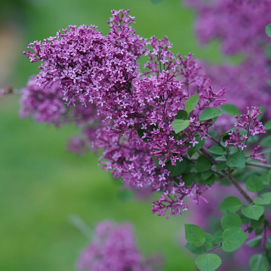SYRINGA BLOOMERANG DARK PURPLE