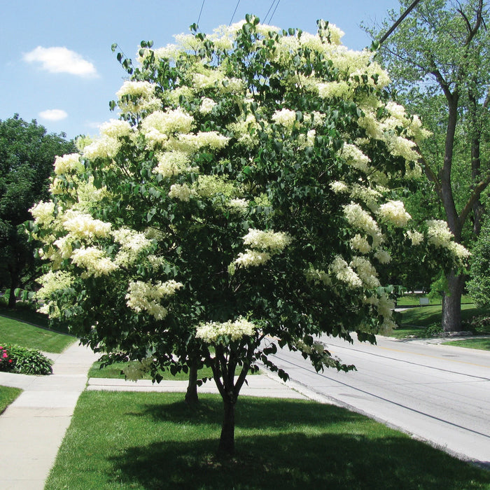 SYRINGA RETICULATA - IVORY SILK