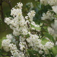 SYRINGA RETICULATA - IVORY SILK