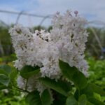 SYRINGA VULGARIS - KRASAVITSA MOSKVY