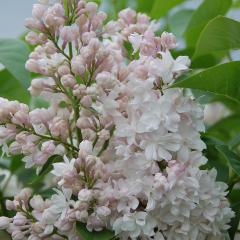 SYRINGA VULGARIS - PRIDE OF MOSCOW