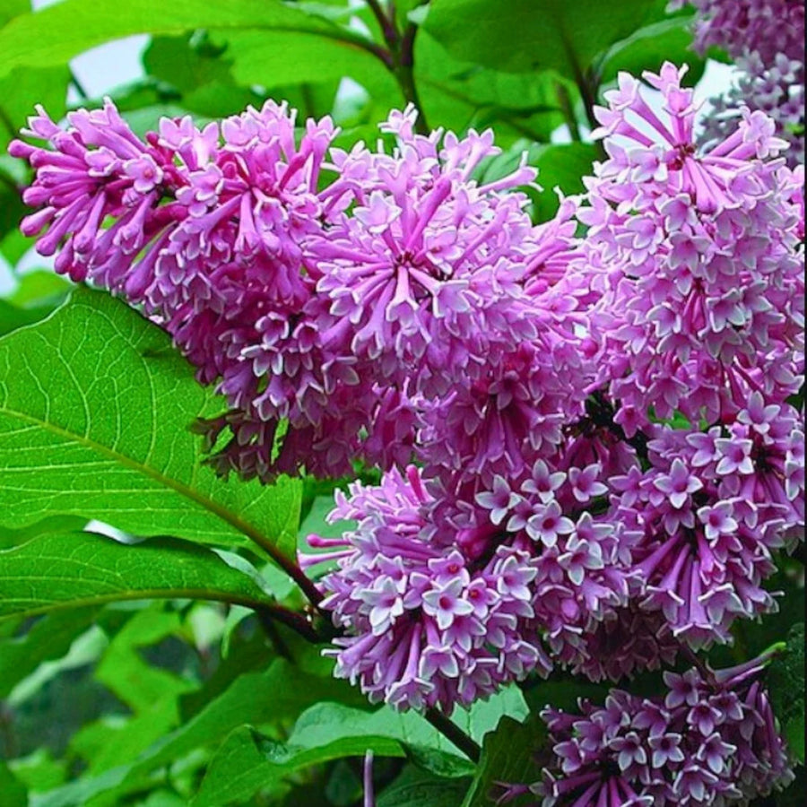 SYRINGA X PRESTONIAE - ROYALTY