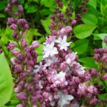 SYRINGA VULGARIS - AGINCOURT BEAUTY