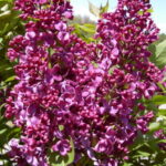 SYRINGA VULGARIS - MONGE