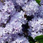 SYRINGA VULGARIS - PRESIDENT GREVY