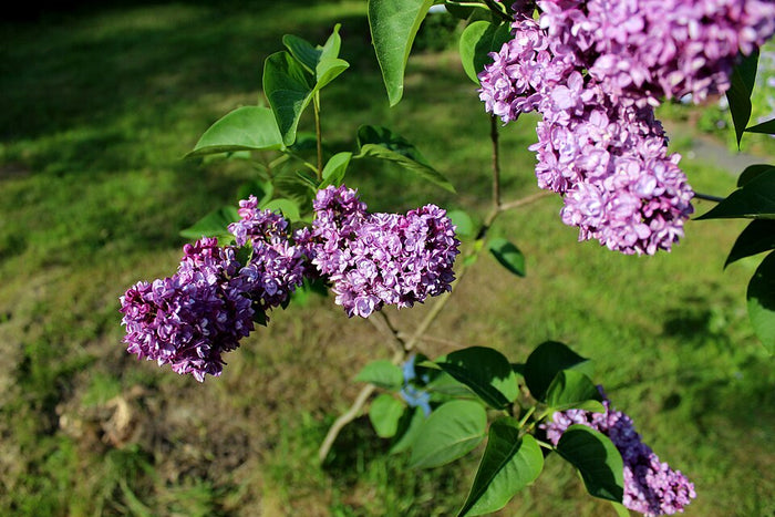 LILAC - CHARLES JOLY