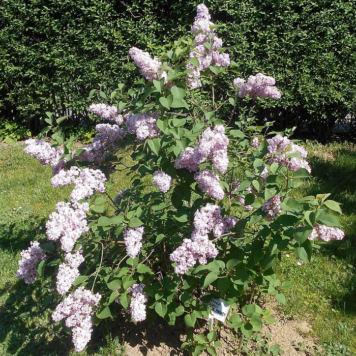 SYRINGA VULGARIS - BELLE DE NANCY