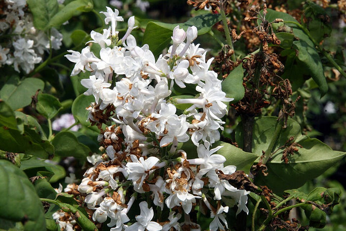 COMMON LILAC - BEAUTY OF MOSCOW