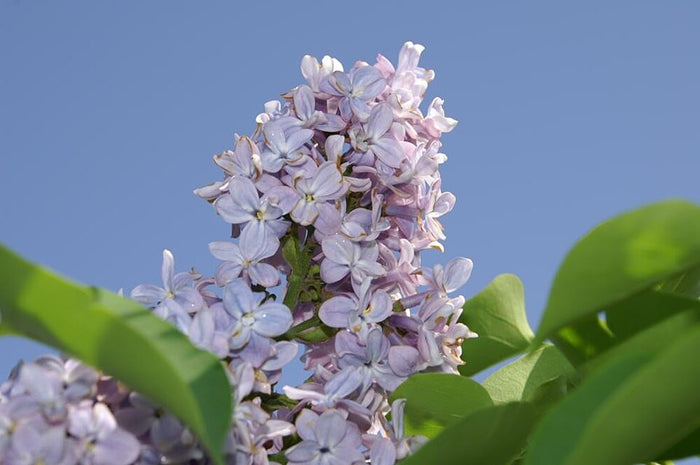 COMMON LILAC - PRESIDENT GREVY