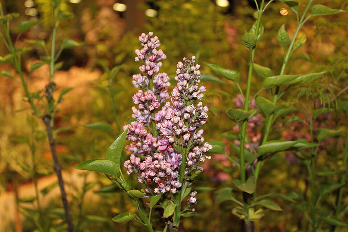 SYRINGA VULGARIS - MONGE
