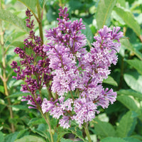 SYRINGA x PRESTONIAE - DONALD WYMAN