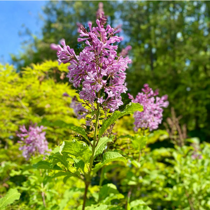 SYRINGA x PRESTONIAE - DONALD WYMAN