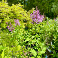 SYRINGA x PRESTONIAE - DONALD WYMAN