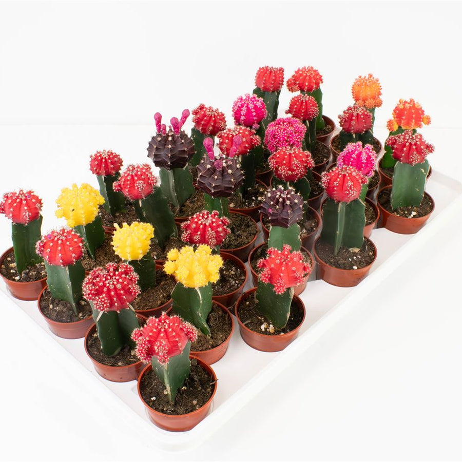 CACTUS - GREFFÉS