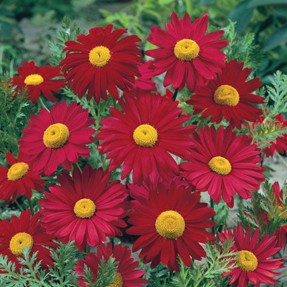 TANACETUM COCCINEUM - ROBINSON DARK CRIMSON