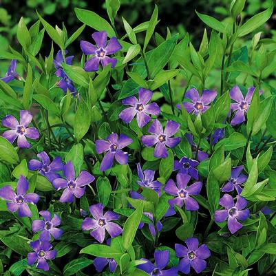 VINCA MINOR - BOWLES
