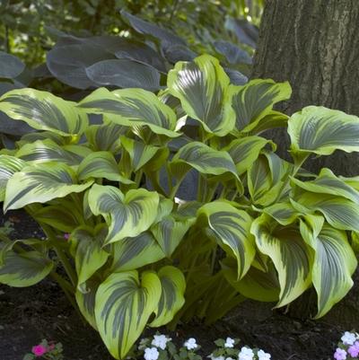 HOSTA FORTUNEI - AUREOMARGINATA