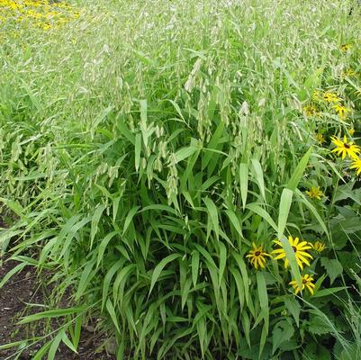 CHASMANTHIUM LATIFOLIUM