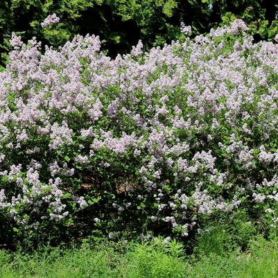 SYRINGA VULGARIS - WONDERBLUE