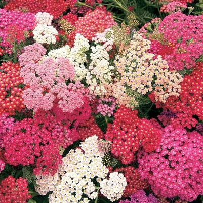 ACHILLEA MILLEFOLIUM - SUMMER BERRIES