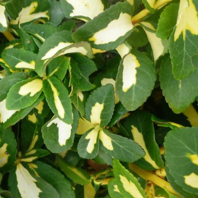 EUONYMUS FORTUNEI - MOONSHADOW