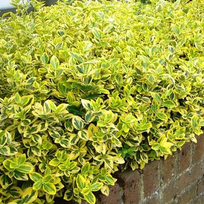 EUONYMUS FORTUNEI - SUNGOLD