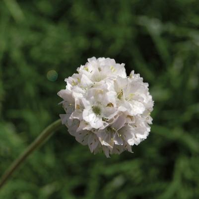ARMERIA MARITIMA - ALBA