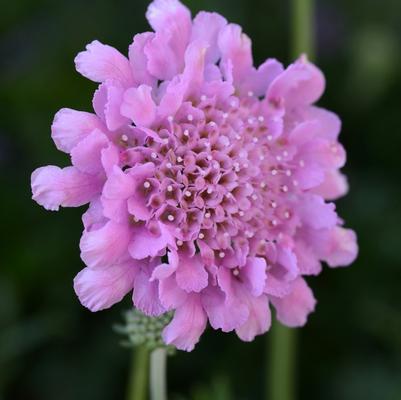 SCABIOSA COLUMBIANA FLUTTER - ROSE PINK