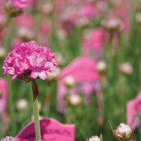 ARMERIA MARITIMA - SPLENDENS