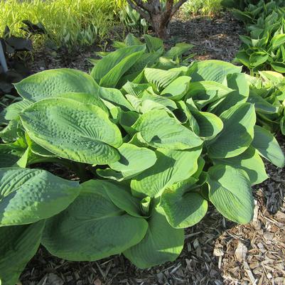 HOSTA - BIG DADDY