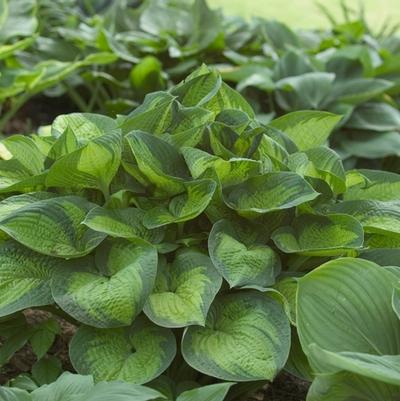 HOSTA - PARADIGM