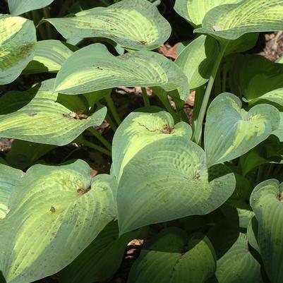 HOSTA - PAUL'S GLORY