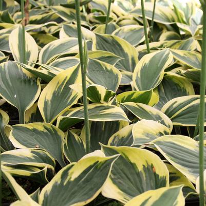 HOSTA - TWILIGHT