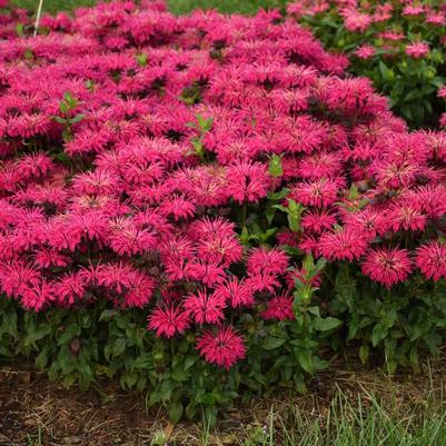 MONARDA - LEADING LADY RAZZBERRY