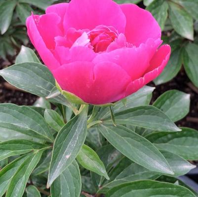 PAEONIA LACTIFOLIA - ATHENS