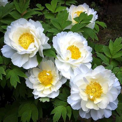PAEONIA LACTIFOLIA - DUBLIN