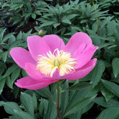 PAEONIA LACTIFOLIA - KIEV