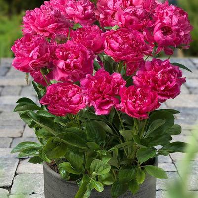 PAEONIA LACTIFOLIA - LONDON