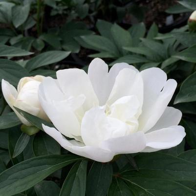 PAEONIA LACTIFOLIA - MADRID