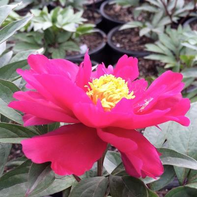 PAEONIA LACTIFOLA - MOSCOW