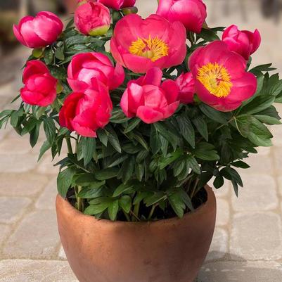PAEONIA LACTIFOLIA - OSLO
