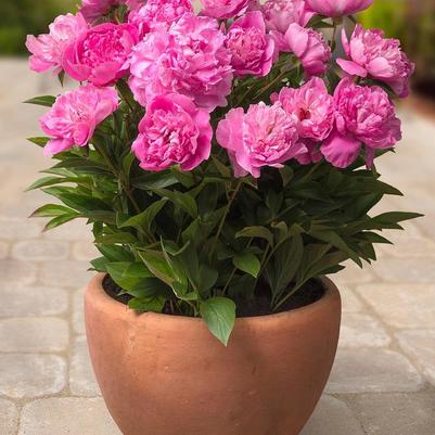 PAEONIA LACTIFOLIA - ROME