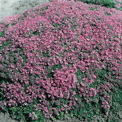 THYMUS PRAECOX ARCTICUS