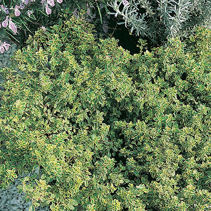 THYMUS X CITRIODORUS - AUREUS