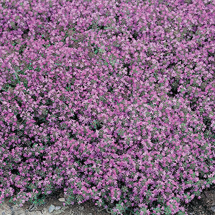 THYMUS SERPYLLUM - COCCINEUS