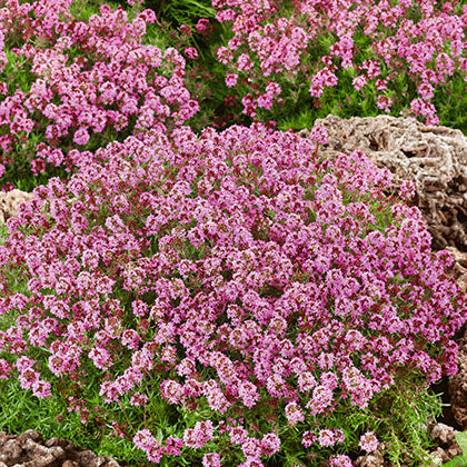 THYMUS SERPYLLUM - MAGIC CARPET