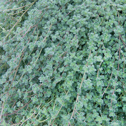 THYMUS PSEUDOLANUGINOSUS
