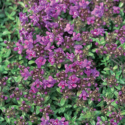 THYMUS SERPYLLUM