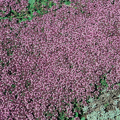 THYMUS SERPYLLUM - ROSEUS